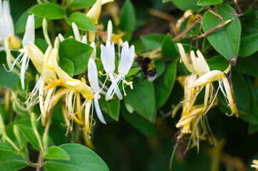 White flowers Lonicera japonica in garden. Caprifolium perfoliate honeysuckle blossoms, close up, macro.