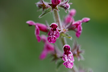 Hedge Woundwort Flowers