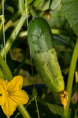 Cucumber flower and green cucumber on a bed in the garden. Growing cucumbers in the open field.