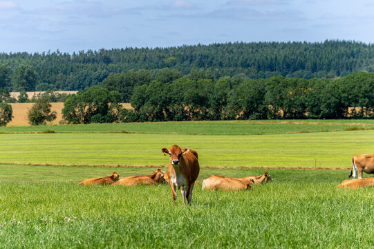 Denmark, Linaa, 22-07-2021- Denmark, Linaa, 22-07-2021- Black, brown jersey cows on Danish grassland green trees and forest in the background, lay sky