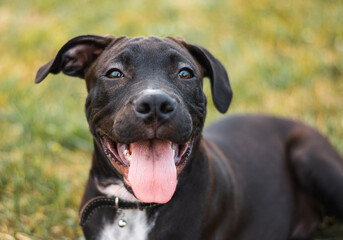 Portrait of American Staffordshire Terrier puppy