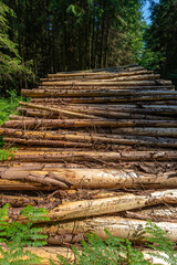 Logging industry. The timber is used for wood pellets, bark chips, furniture, or other fuels