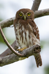 owl on branch