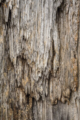 texture of an old tree, background
