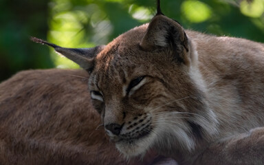 luchs, katze, tier, wild, rotluchs, säugetier, felino, natur, raubtier, wild lebende tiere