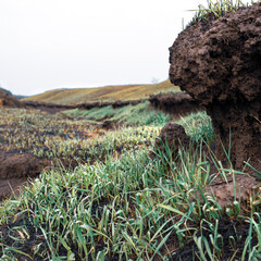 Relief of the burnt-out field. Fresh green grass, soil and roots