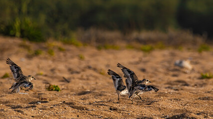 little birds take off