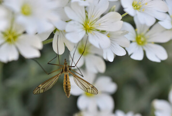 Crane fly (tipula vernalis) big insect with long legs hanging on white flowers