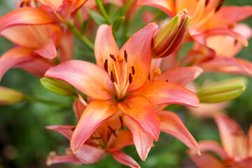 Obraz na płótnie Canvas orange lily flower