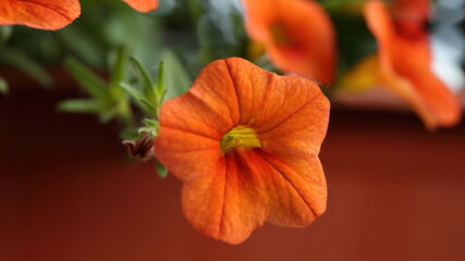 orange poppy flower