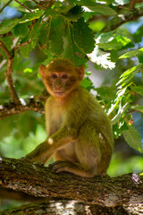 Vertical Close-up shot of young  Barbary macaque (Macaca sylvanus) perching on a tree.