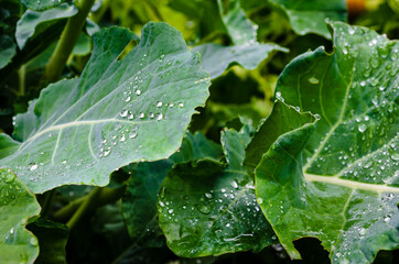 Close-up of cauliflower leaves with water drops