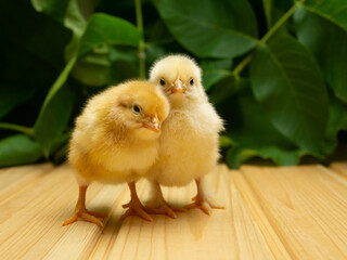 Newborn Chicks. Yellow Chicks. Two chicks