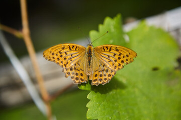 Obraz premium Butterfly in the wild is sitting on the surface