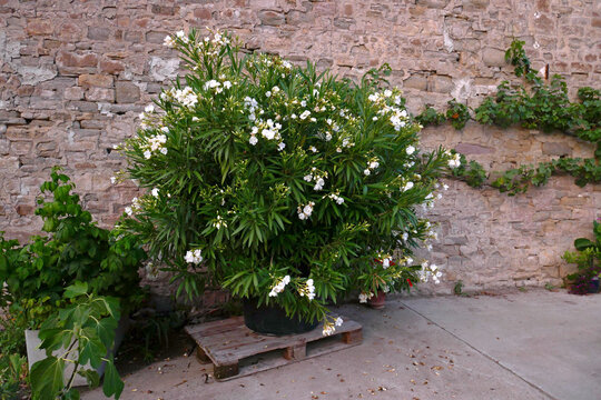 wei&szlig;er Oleander