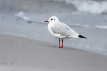 Eine Möwe mit rotem Schnabel und roten Beinen  steht am Strand von Rügen .