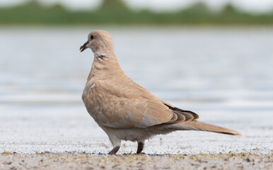 bird, taube, taube, natur, tier, wild lebende tiere, feather, friede,