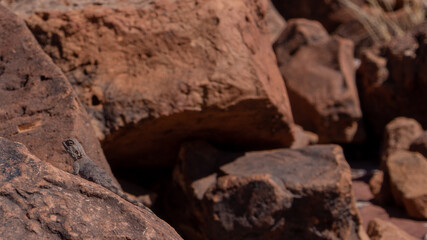 Female agama lizard camouflaged on a brown rock