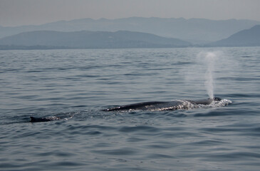 Obraz premium Blue Whale Surfacing Off San Clemente