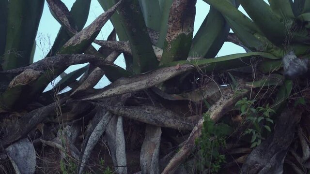 crushed and old maguey during daytime