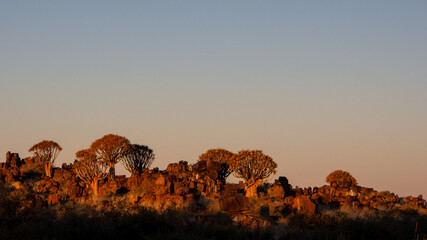 Several quiver trees on the rocky ridge