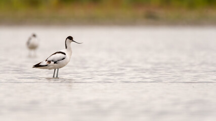 bird, möve, meer, gull, beach, tier, natur, wasser, ozean, wild lebende tiere, 