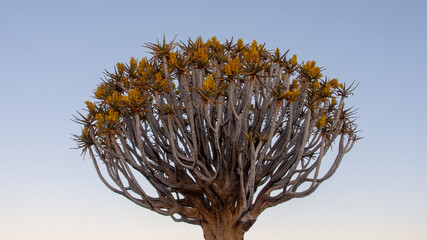 A quiver tree in full bloom with yellow flowers