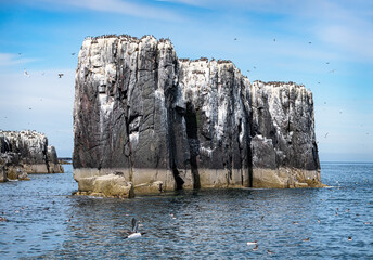 Guillemots and Razorbills nesting on the rocks on The Farne Islands, Northumberland, England