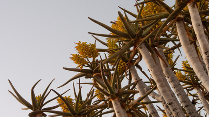 Close up of branches and yellow flowers of a quiver tree in full bloom against a blue sky