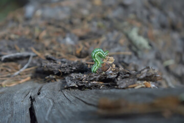 Inchworm