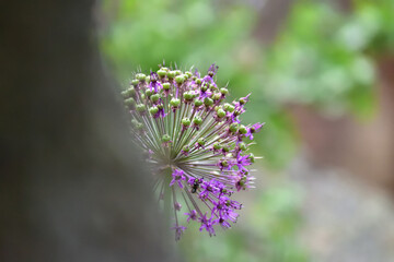 Fototapeta premium Peeking Purple Flower