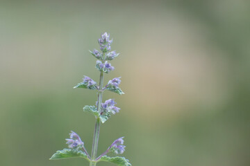 Spring Cat Mint