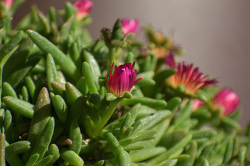 Pink Flowers Waiting for the Sun