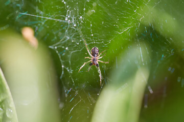 Spider on its web in nature. The world of insects
