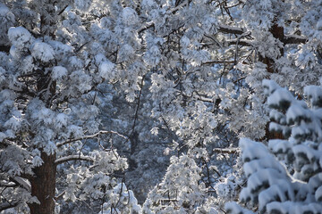 Winter Wonderland