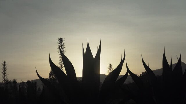giant maguey during golden sunset
