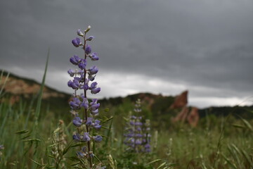 Moody Purple Flower on Dark Landscape
