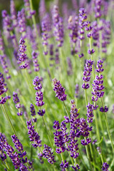 Obraz premium Lavender blooming in a garden