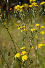 Rough Hawksbeard (Crepis biennis) plant blooming in a meadow