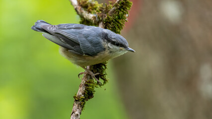 bird, natur, wild lebende tiere, tier, ast, wild, schnabel, bird, aviär, baum, spatz