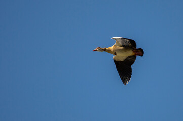Egyptian goose in flight  