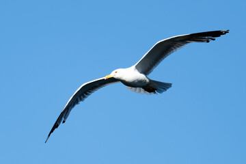 Obraz premium Stunning close-up view of a seagull with spread wings flying in a blue sky. Sardinia, Italy