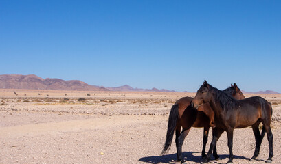 Namib Desert horse is a feral horse found in the Namib Desert of Namibia