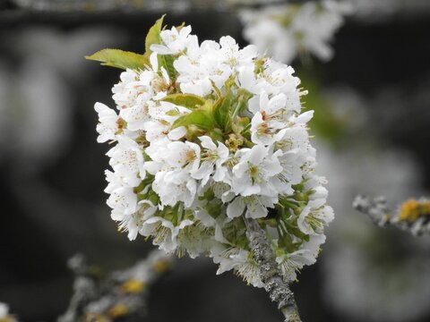 Kirschbl&uuml;te , Cherriebloom