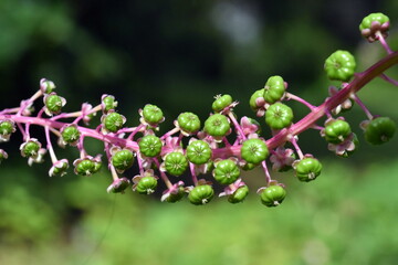 Grüne Knospen von Kermesbeeren