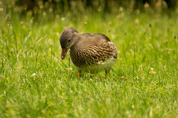 gray female duck on green grass