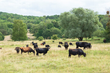 Naklejka na ściany i meble The Taurus cattle is a breeding back and is used for nature conservation purposes