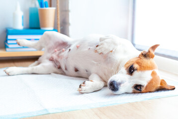 A cute dog jack russell terrier lying on the table at the reception at the veterinary clinic. The dog is awaiting examination by the vet doctor. Pet health care concept.