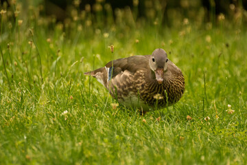 gray female duck on green grass © Paulina