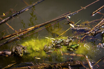 Five frogs in the river sit on algae.